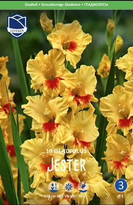 Gladiolus- Jester | The Seed Collection