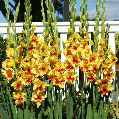 Gladiolus Jester... stock photo by Nova Photo Graphik, Image: 0953674