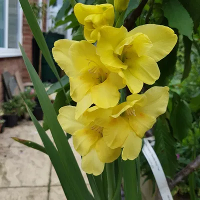 Gladiool 'Jester' (Gladiolus 'Jester') | MijnTuin.org