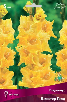 GLADIOLUS LARGE FLOWERING 'JESTER GOLD' 12/14 CM. (100 P.BINBOX) | Rotex  Flowerbulbs BV