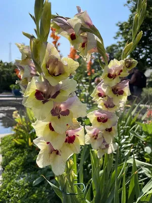 Gladiolus 'Jester', Gladioli 'Jester' (Large-flowered) in GardenTags plant  encyclopedia