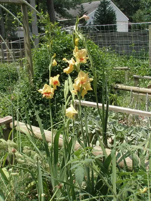 Trenton Cottage. GLADIOLUS - JESTER