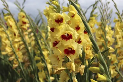 Storing Tender Summer Bulbs | Denver Botanic Gardens