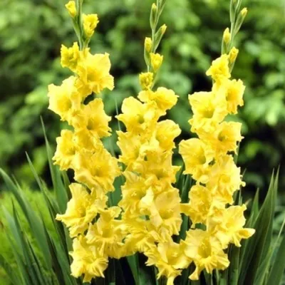 Photo Gladiolus Jester | About-garden.com