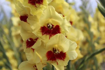 Platini Gladiolus – Hudson Valley Seed Company