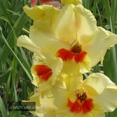 Jester Gladiolus | American Meadows