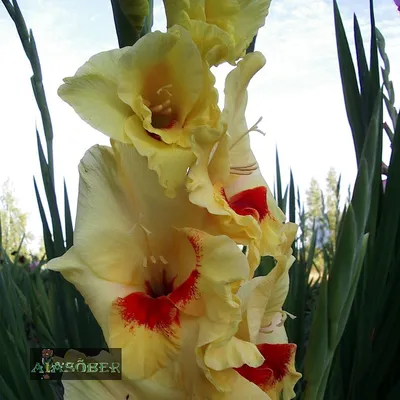 GLADIOLUS LARGE FLOWERING 'JESTER GOLD' 12/14 CM. (100 P.BINBOX) | Rotex  Flowerbulbs BV