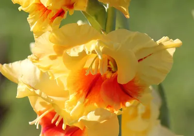 GLADIOLUS BULBS - GLADIOLI - JESTER GOLD -10 x BULBS | eBay