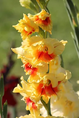 Gladiolus Jester, Details