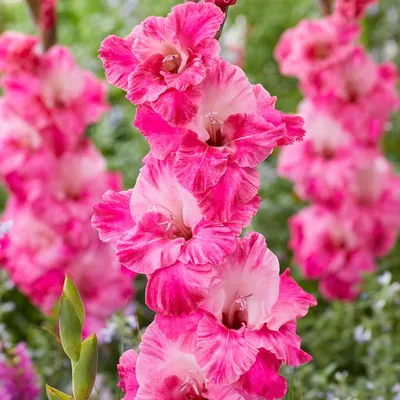 Jester Gold Gladiolus | Spring Hill Nurseries