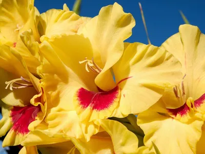 Gladiolus Large Flowering Safari - 15 corms - Longfield Gardens