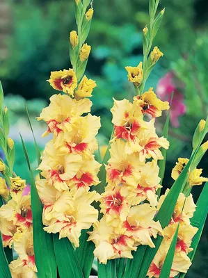 15-Yellow gladiolus