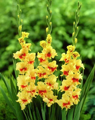 Gladiolus bulbs (corms)- Jester ,Summer flowering, Perennial | Gladiolus,  Gladiolus bulbs, Perennials