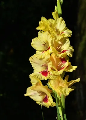 Jester - Gladiolus - Tulips With A Difference