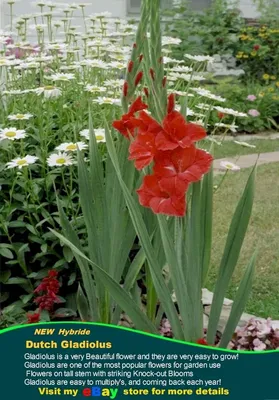 Hybrid Gladiola (Gladiolus 'Jester') in the Gladiolus Database - Garden.org