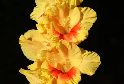 Yellow flowering gladiolus gladiolus x hortulanus hi-res stock photography  and images - Alamy