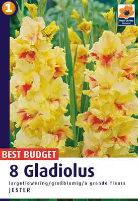 GLADIOLUS BULBS - GLADIOLI - JESTER GOLD -10 x BULBS | eBay