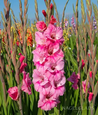 Rainbow Gladiolus Collection | American Meadows