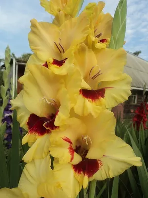 Gladiolus | Gladiolus Gladiolus 'Jester' Samuels Bulb Garden… | Flickr