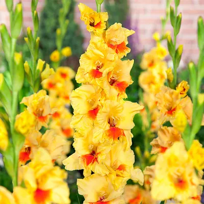 Gladiolus Jester – Floratuin