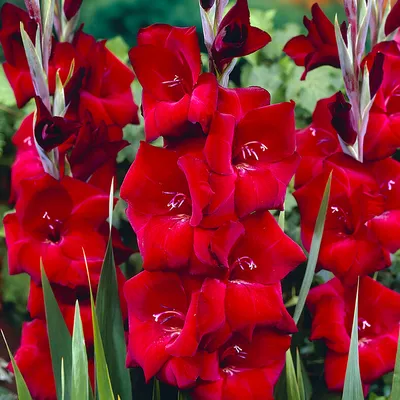 Gladiolus - Large Flowering Espresso – Plantcetera