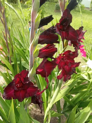 Gladiolus espresso hi-res stock photography and images - Alamy