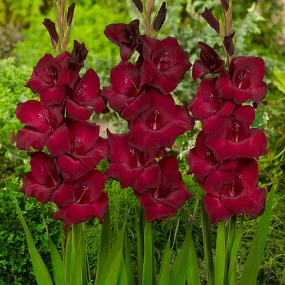 Espresso Gladiolus | American Meadows