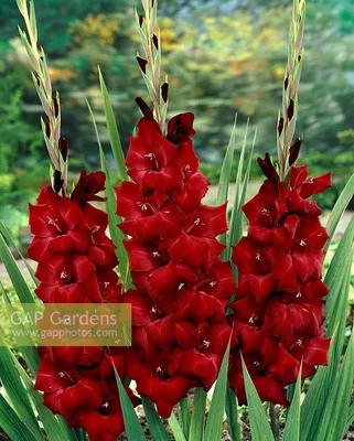 Espresso' a deep red gladiolus (four images) : r/PlantGoths