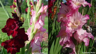 Close up of several spikes of large summer flowering deep red flowers of  Gladiolus Espresso against a white background a perennial that is half  hardy Stock Photo - Alamy