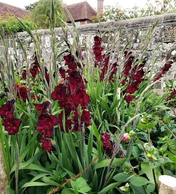 Gladiolus 'Espresso'... stock photo by Jacqui Dracup, Image: 1272157