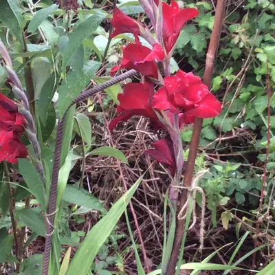 Espresso Gladiolus | American Meadows