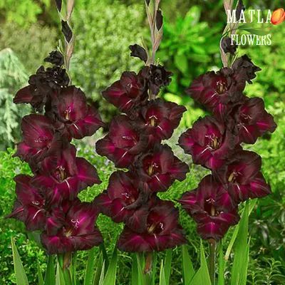 Espresso' a deep red gladiolus (four images) : r/PlantGoths