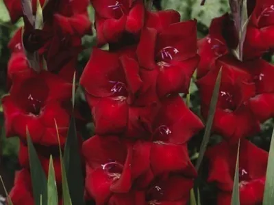 Gladiolus 'Espresso', Gladioli 'Espresso' (Large-flowered) in GardenTags  plant encyclopedia