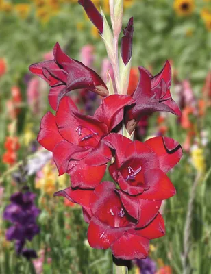 Van Zyverden Gladiolus Espresso Dormant Flower Bulb Partial Sun; 3-6hrs  Black - Walmart.com