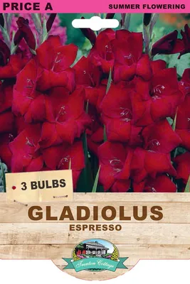 GORGEOUS gladiolus espresso! Let's plant some bulbs... - YouTube