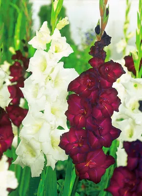 Amazon.com: Votaniki Espresso Gladiolus Bulbs - Attracts Pollinators, Long  Lasting Stunning Red Blooms - Perennial Gladiolus Flower Bulbs for Planting  - Perfect for Any Garden (20 Pack) : פאטיו, מדשאה וגינה