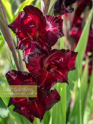 Gladioli 'Espresso' - Tesselaar