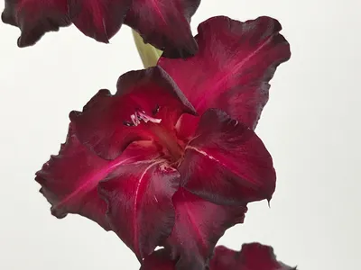 Gladiolus Espresso - 8 Løg