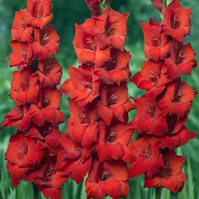 Van Zyverden Gladiolus Espresso Dormant Flower Bulb Partial Sun; 3-6hrs  Black - Walmart.com