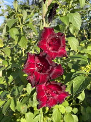 Gladiolus Belle De Nuit | Bluestone Perennials