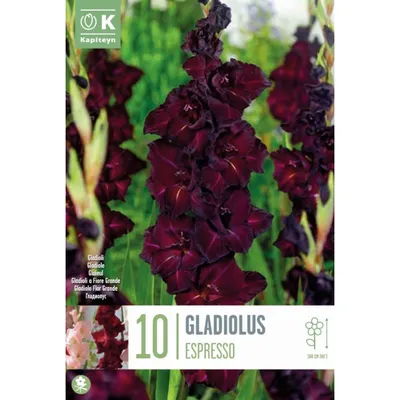 Gladiolus from seed? - TROPICAL LOOKING PLANTS - Other Than Palms - PalmTalk