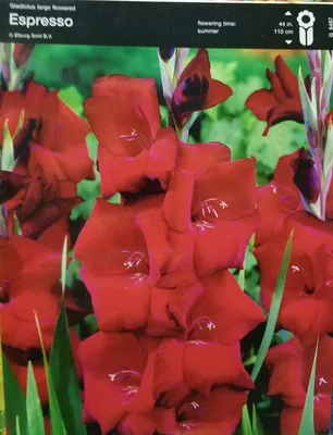 Gladiolus 'Espresso' | Sarah Raven