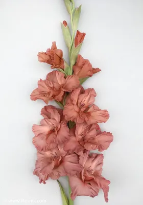 Types of gladioli – 12 top varieties for color and flamboyance