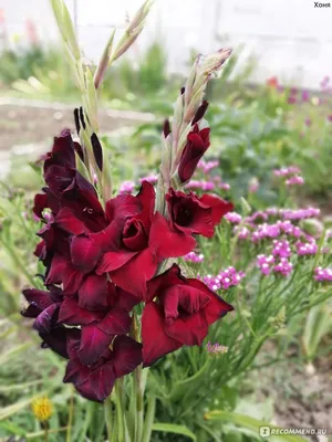 Gladiolus Espresso (7 ks) Mečík Espresso - PRODEJ ROSTLIN