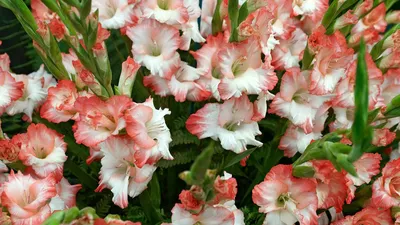 Buy Triple chocolate gladioli collection: £16.99 Delivery by Crocus