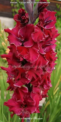 Gladiolus 'Isabella' in the Gladiolus Database - Garden.org