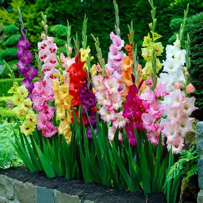 When do gladiolus bloom? And what to do to for show-stopping flowers |