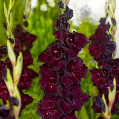 Longwood Gardens - Gladiolus 'Espresso' by our Square Fountain. Photo by  Hank Davis. | Facebook