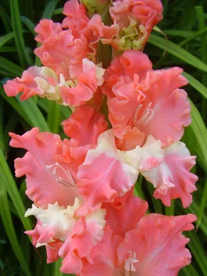 Гладиолус Фризлд Корал Лейс (Frizzled Coral Lace) купить в Нур-Султане,  доставка почтой по Казахстану, недорого в интернет-магазине, цены