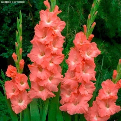 Гладиолус Фризлд Корал Лейс (Frizzled Coral Lace) купить в Нур-Султане,  доставка почтой по Казахстану, недорого в интернет-магазине, цены